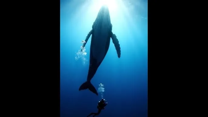 中国speakingathome宾馆学生 - 深蓝星球：探索海洋深处的未知世界